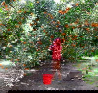 Fords Farm - Tweed Heads Accommodation
