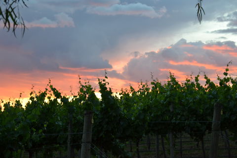 Serengale Vineyard - Tweed Heads Accommodation 1