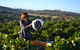 Serengale Vineyard - thumb 2