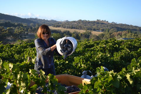 Serengale Vineyard - Tweed Heads Accommodation 2