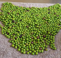 Wattle Hill Olives