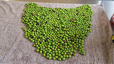 Wattle Hill Olives - Tweed Heads Accommodation 0