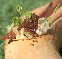 Fervor - Tweed Heads Accommodation