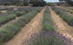 Emu Bay Lavender - thumb 4