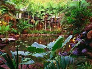 Daintree Eco Lodge & Spa - Tweed Heads Accommodation 0