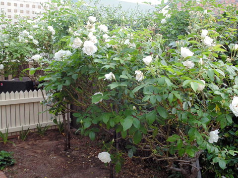 Baronet B & B - Tweed Heads Accommodation 18