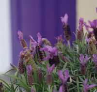 The Purple Door on Seaview - Tweed Heads Accommodation