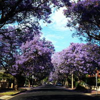 Book Wayville Accommodation Vacations Tweed Heads Accommodation Tweed Heads Accommodation