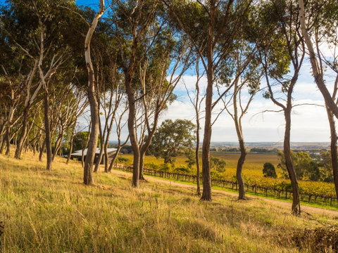 Shadow Creek McLaren Vale - Tweed Heads Accommodation 5