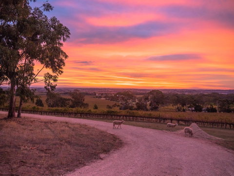 Shadow Creek McLaren Vale - Tweed Heads Accommodation 24