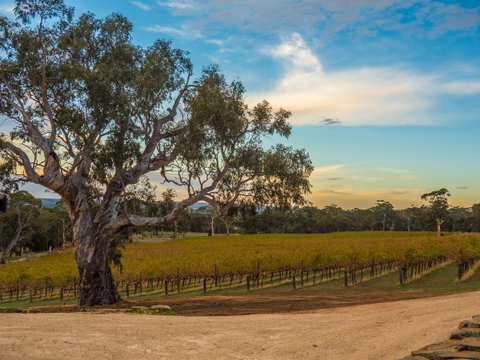 Shadow Creek McLaren Vale - Tweed Heads Accommodation 23