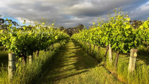 Shadow Creek McLaren Vale - Tweed Heads Accommodation 20