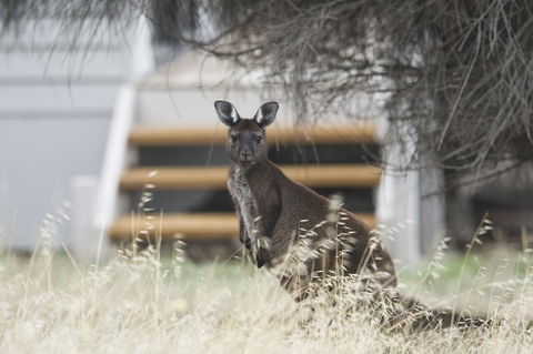 Sea Dragon Kangaroo Island - Tweed Heads Accommodation 12