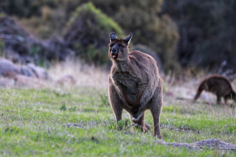 Sea Dragon Kangaroo Island - Tweed Heads Accommodation 26