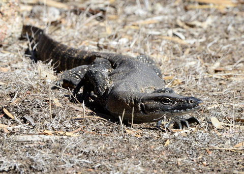 Sea Dragon Kangaroo Island - Tweed Heads Accommodation 24