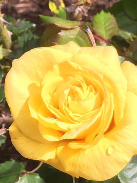 Wine And Roses Bed And Breakfast - Tweed Heads Accommodation 41