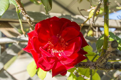 Stoneleigh Cottage Bed And Breakfast - Tweed Heads Accommodation 16