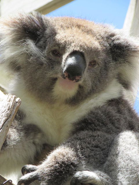Lazy Days Cottage - Victor Harbor - Tweed Heads Accommodation 10