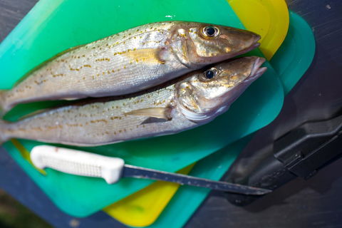 Modra\'s Apartments - Tweed Heads Accommodation 17