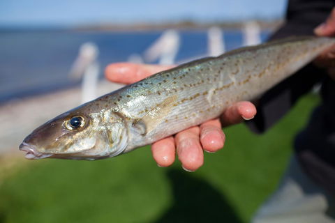 Modra\'s Apartments - Tweed Heads Accommodation 18