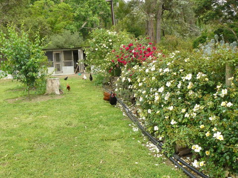 Camawald Coonawarra Cottage B&B - Tweed Heads Accommodation 3