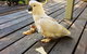Aldgate Valley Bed And Breakfast - thumb 40