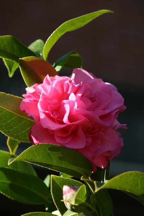 Pirralilla Estate Adelaide Hills - Tweed Heads Accommodation 23