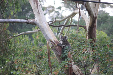 Pirralilla Estate Adelaide Hills - Tweed Heads Accommodation 24