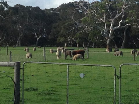 Breakaway Farmstay - Tweed Heads Accommodation 6