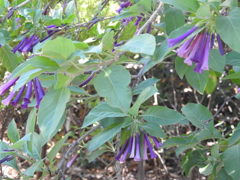 A Secret Garden - Tweed Heads Accommodation 11