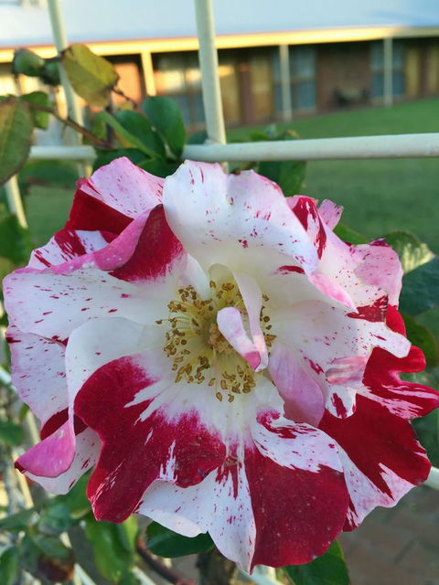 Coonawarra Place Motor Inn - Tweed Heads Accommodation 4