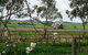 Jasmine\'s Barossa Valley Cottage - thumb 20