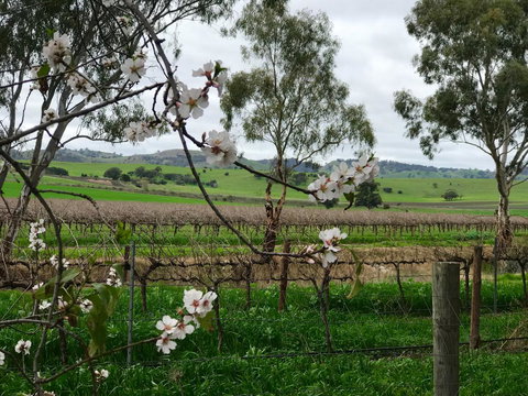 Jasmine\'s Barossa Valley Cottage - Tweed Heads Accommodation 20