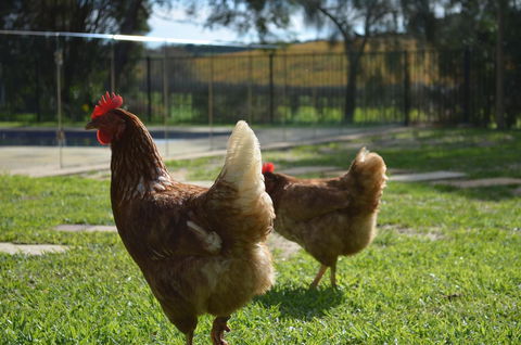 Amande Bed And Breakfast - Tweed Heads Accommodation 20