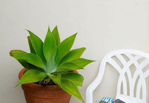 Sea & Soul Beachside Apartments - Tweed Heads Accommodation 9