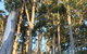 Forest Lodge Resort - thumb 37