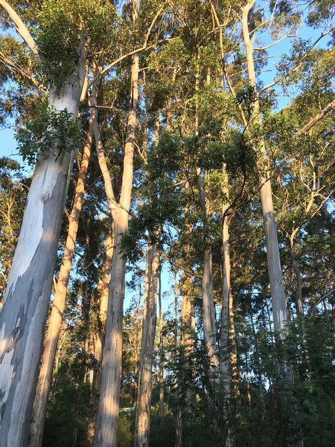 Forest Lodge Resort - Tweed Heads Accommodation 37