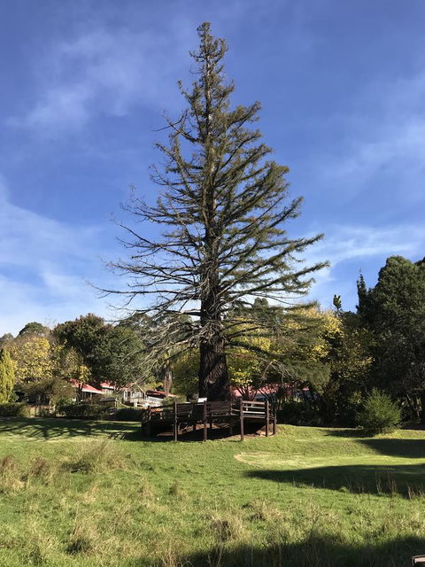 Forest Lodge Resort - Tweed Heads Accommodation 38