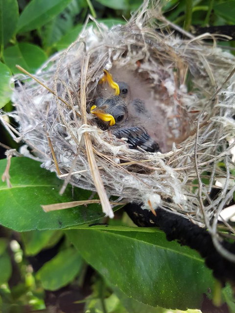 The Heights Bed & Breakfast - Tweed Heads Accommodation 2