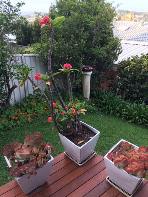 Churchill View Forster - Tweed Heads Accommodation 11