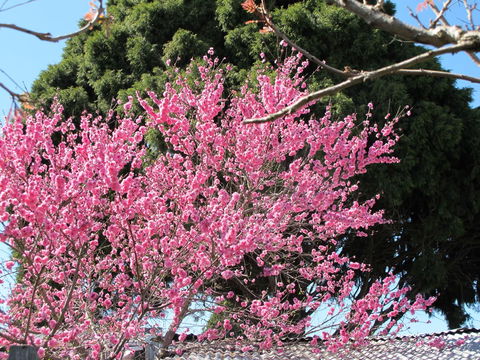 Apple Tree Cottage - Tweed Heads Accommodation 31