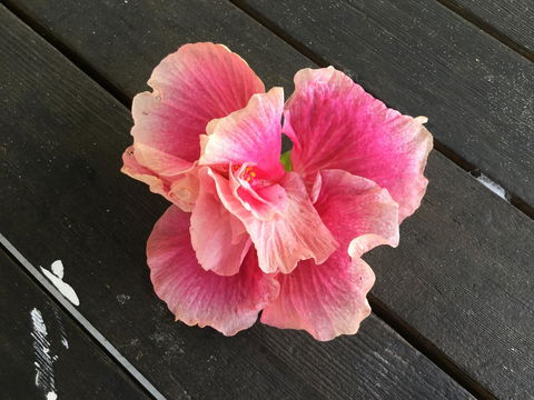 Hat Head Beach Cottage 1 - Tweed Heads Accommodation 1