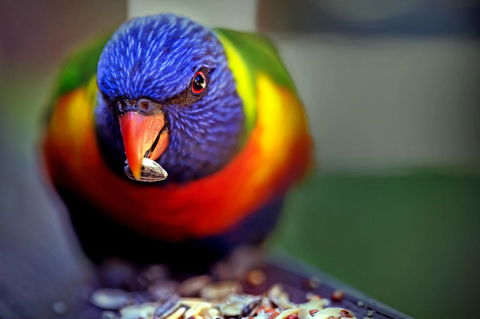 Condo 105 @ Horizons Golf Resort - Salamander Bay NSW - Tweed Heads Accommodation 19