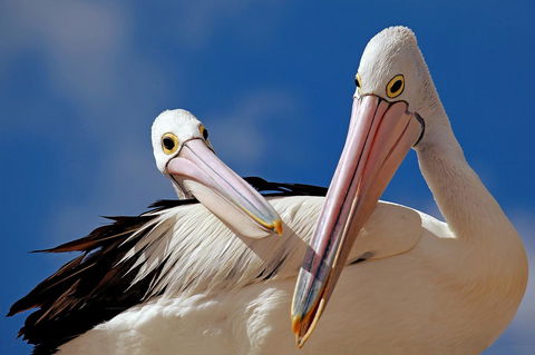 Condo 105 @ Horizons Golf Resort - Salamander Bay NSW - Tweed Heads Accommodation 14