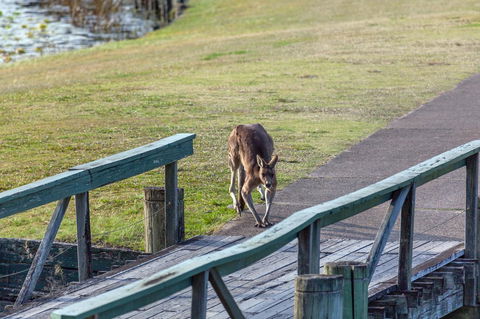 Condo 105 @ Horizons Golf Resort - Salamander Bay NSW - Tweed Heads Accommodation 11