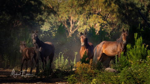 Pound Creek Gallery - Tweed Heads Accommodation 18
