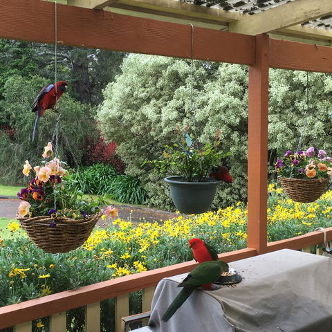 The Best Exotic Magnolia Cottage - Tweed Heads Accommodation 33