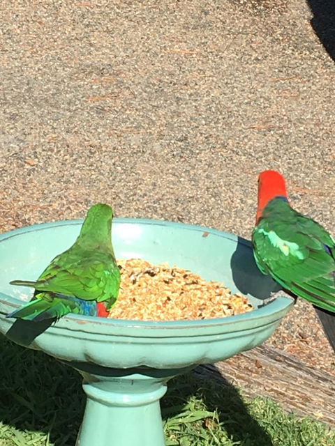 The Best Exotic Magnolia Cottage - Tweed Heads Accommodation 12