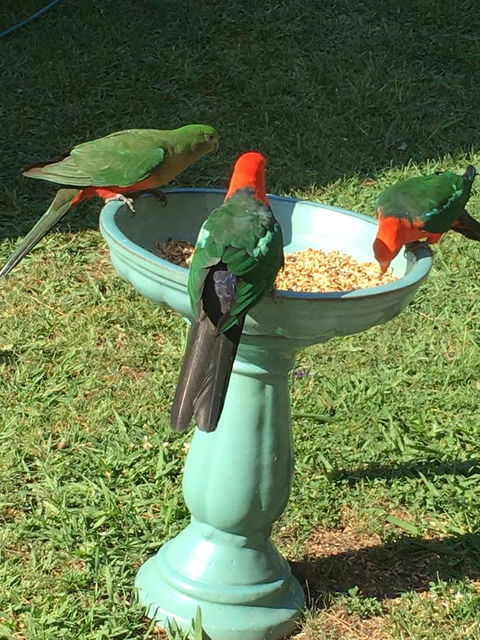 The Best Exotic Magnolia Cottage - Tweed Heads Accommodation 10