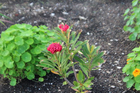 Red Waratah - Tweed Heads Accommodation 12